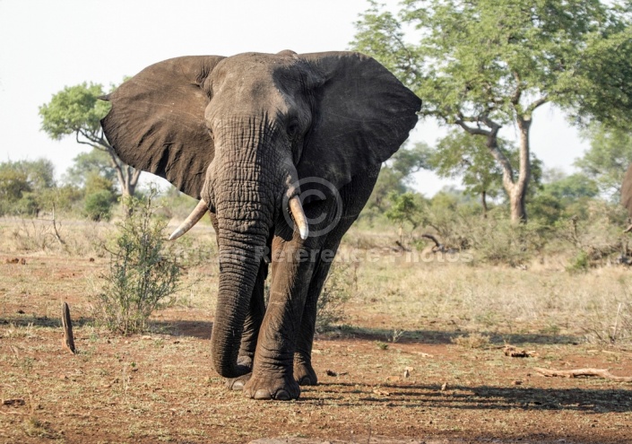 African Elephant Eager for Drink