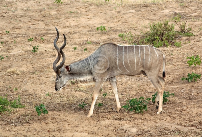 Kudu Bull, Kruger National Park