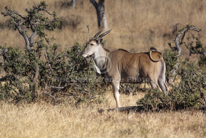 Eland