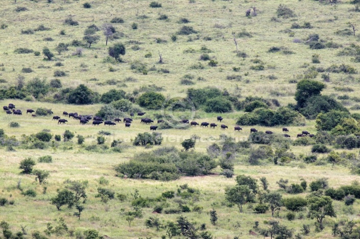 African Buffalo