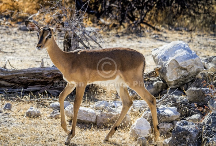 Black-faced Impala Female