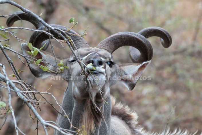 Kudu Bull, Kruger National Park