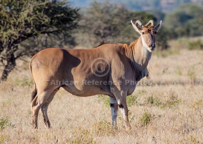 Eland Antelope