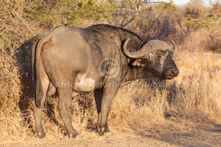 Buffalo Bull