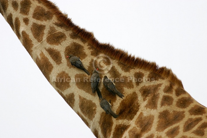 Giraffe