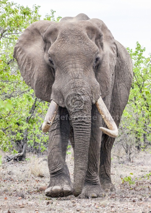 Bull Elephant with Big Tusks