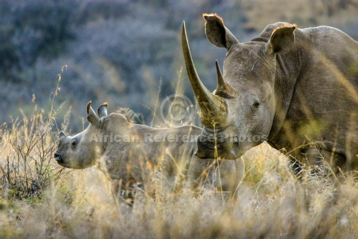 White Rhinoceros Mother and Calf