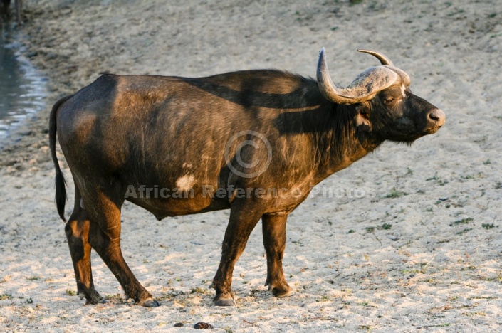 African Buffalo