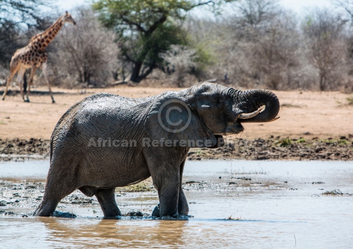 Elephant Using Trunk to Drink