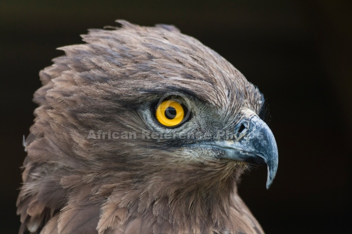 Brown Snake Eagle