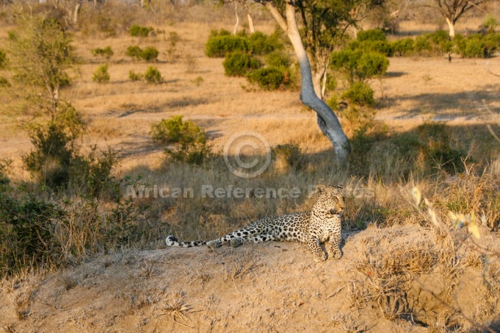 Leopard on Hillock