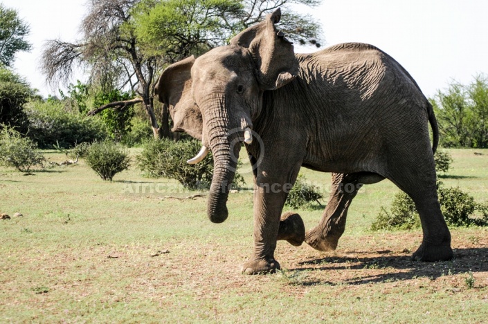 Elephant art reference image