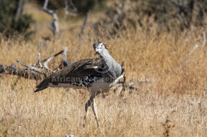 Kori Bustard