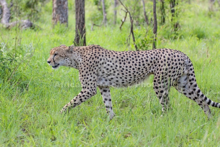 Cheetah Male Striding Out