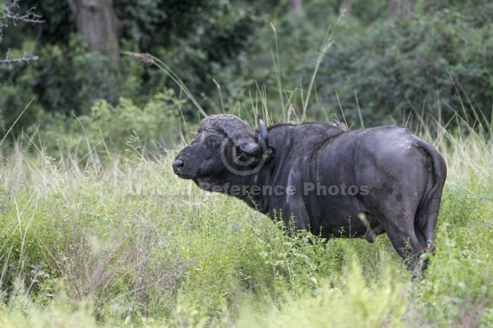 African Buffalo