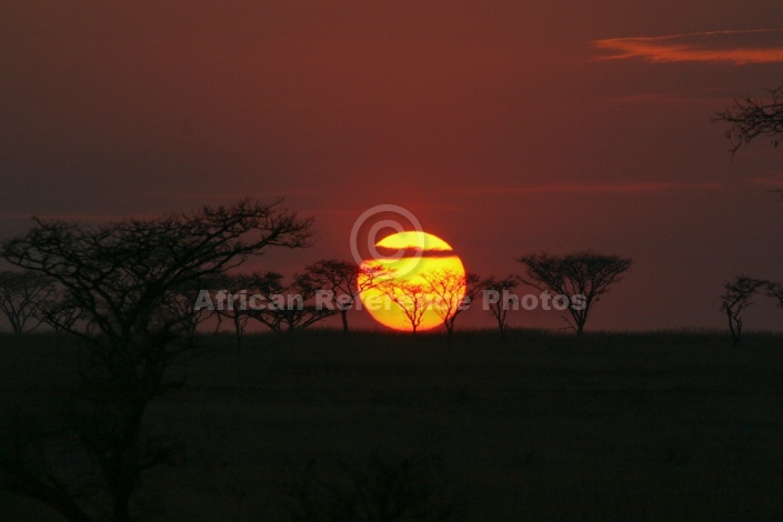 Acacia Trees at Sunrise