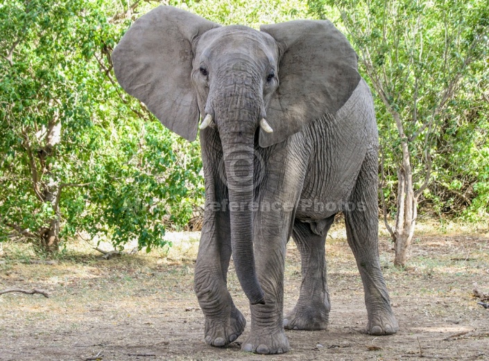 African Elephant with Ears Spread, Three-Quarter View – African