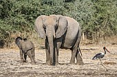 Elephant Mother with Juvenile