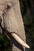 Close View of Elephant Tusks and Forehead