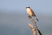 Red-backed Shrike