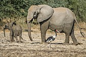 Elephant Mother with Youngster