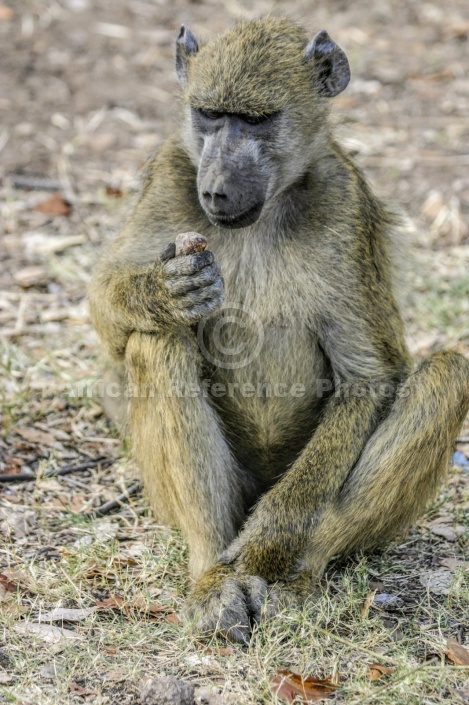 Baboon Holding Object – African Reference Photos for Wildlife Artists ...