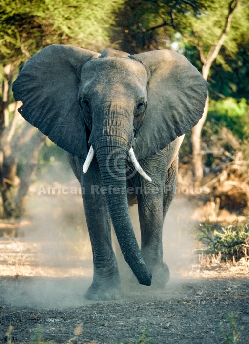 Elephant in Threat Display – African Reference Photos for Wildlife ...