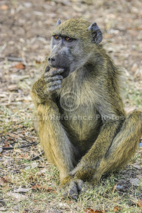 Baboon Looking at Camera – African Reference Photos for Wildlife ...