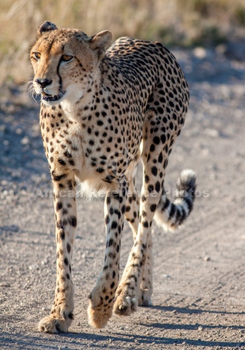 Cheetah Walking Along Road – African Reference Photos for Wildlife ...